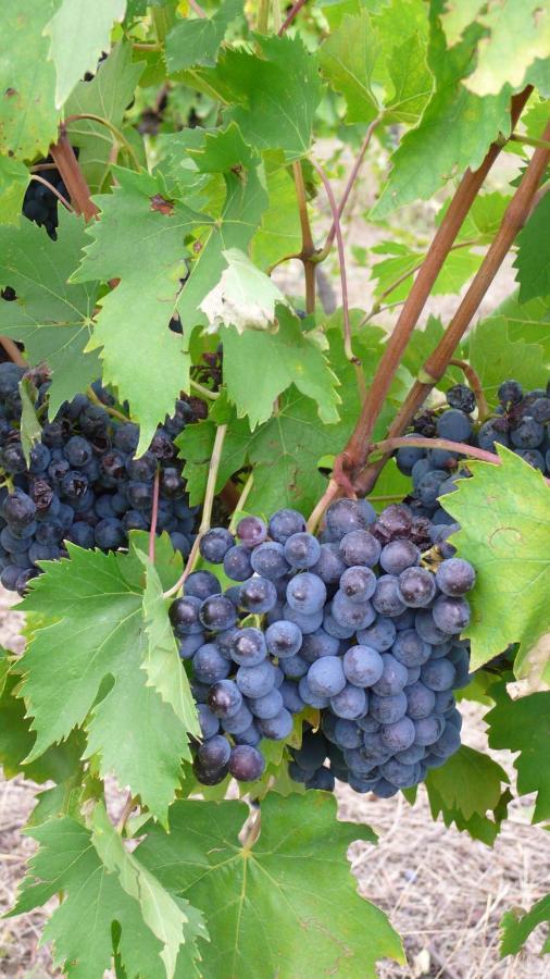 La Capannaccia Vendégház Scandicci Kültér fotó